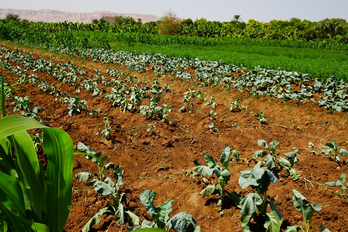 Smart Irrigation Techniques