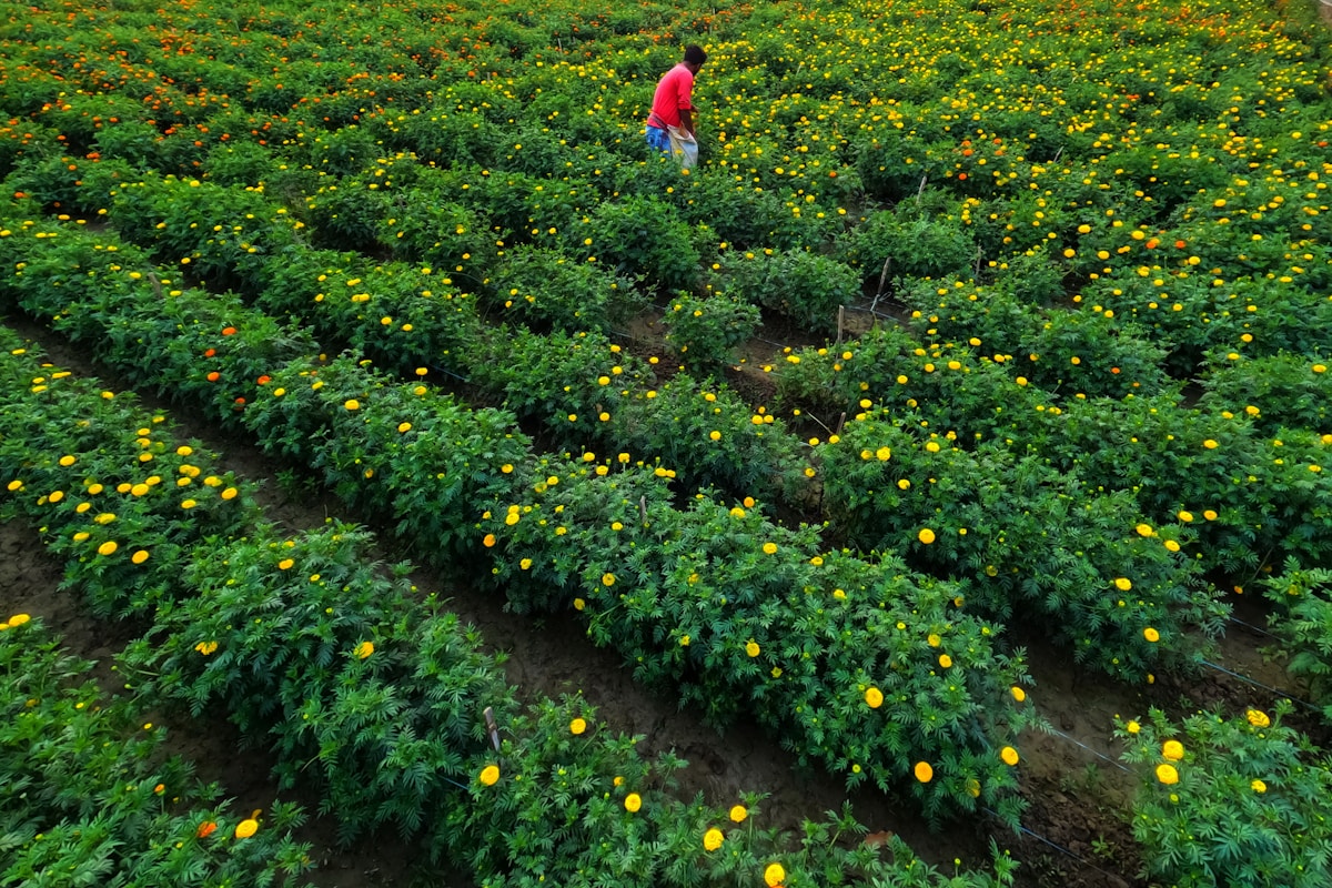 Vertical Farming Benefits
